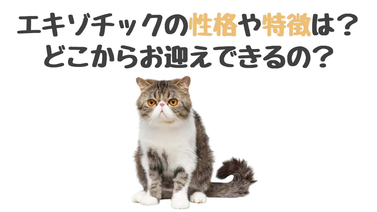 エキゾチックの性格や特徴は？どこからお迎えできるの？